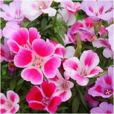 Aywal Clarkia elegans double mix Seed(10 per packet)