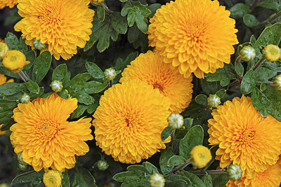 Starlink marigold/gende ka phool flower seeds Seed(75 per packet)