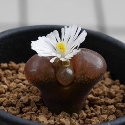 NooElec Seeds India All Seasons - Red Cashew Apple Conophytum Succulent Seed(35 per packet)