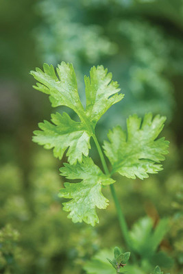 CYBEXIS KGF -88 - Coriander' Cilantro - (2250 Seeds) Seed(2250 per packet)