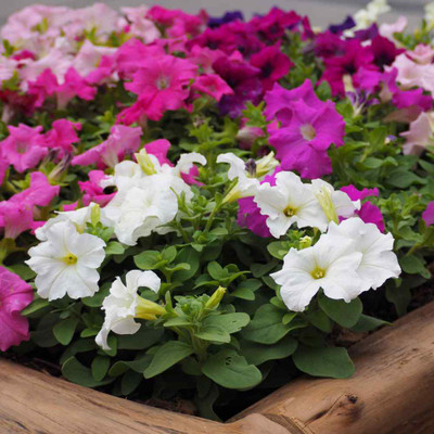 Mozette Exotic petunia Seed(12 per packet)
