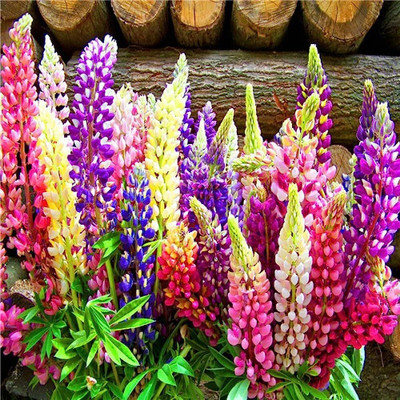 BDSresolve Lupin Flower F1 Hybrid Seeds/lupin seeds 12 Seed(12 per packet)