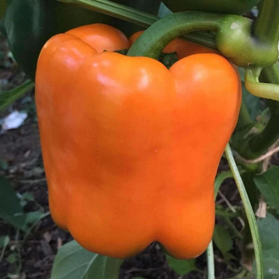 Aywal Capsicum/Shimla Mirch/Bell Pepper Seed(320 per packet)