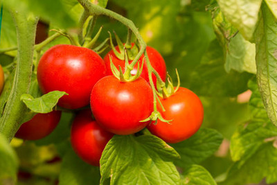 NATURAL LIVE tomato Seed(90 per packet)
