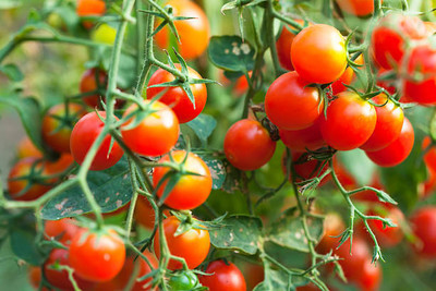 GOYAL GROUP tomato Seed(130 per packet)