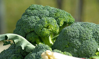 WILLVINE SYN -II Waltham 29 Broccoli - Brassica oleracea [10g] Seed(3000 per packet)