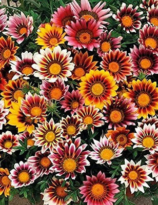 MAA Gazania Seed(32 per packet)