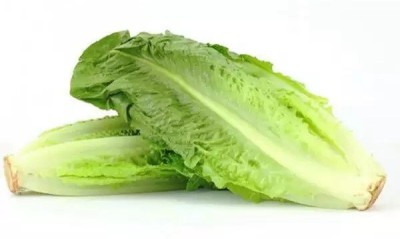 Quentova Lettuce Vegetables Salad Iceberg Lettuce-RXI-2N Seed(200 per packet)