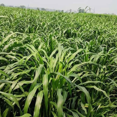 ibains Cow grass seeds Seed(3000 per packet)