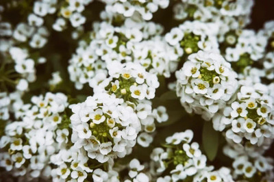 Quentova Sweet Alyssum Flower-KTK Seed(50 per packet)