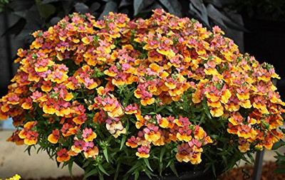 Epazo Nemesia Strumosa Seeds Easy Seeding Seed(54 per packet)