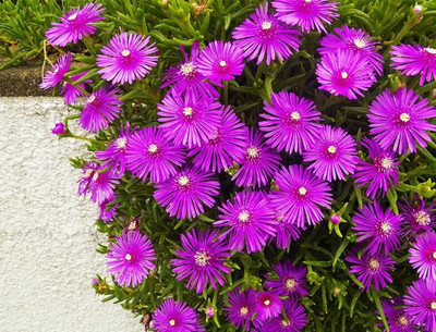 Aywal ICE Plant Mixed Color Hybrid Flower Seed(70 per packet)