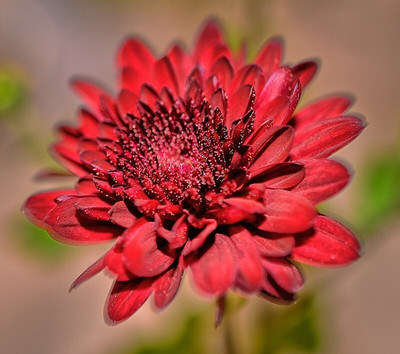 Seedsqlty Chrysanthemum hybrid seeds Seed(10 per packet)