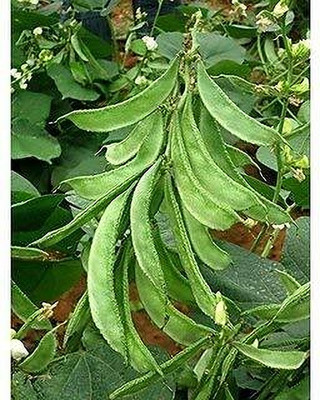 CRGO BEANS Seed(20 per packet)