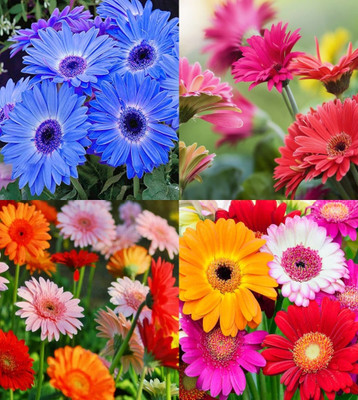 ibains Gerbera seeds beez 12 Seed(12 per packet)