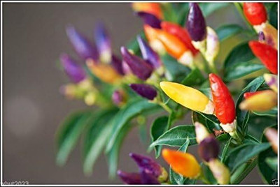 Qualtivate ICRA6-A Bolivian Rainbow Pepper Chilli Seed(300 per packet)