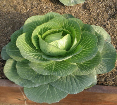 ibains Full cabbage vegetable seeds Bij pack of 15 Seed(15 per packet)