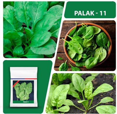 VibeX ® XLR-699 Palak or Spinach Vegetable Seeds Seed(500 per packet)