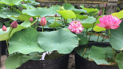 GREENSEA Lotus, Kamal Seed(7 per packet)