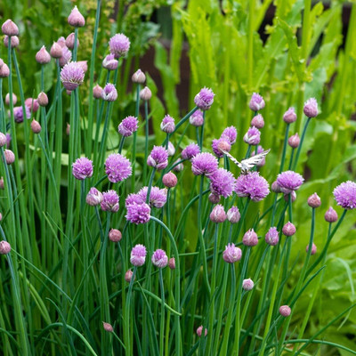 Biosnyg Organic Chives Onion Vegetable Seeds For Planting-(750 Seeds) Seed(750 per packet)
