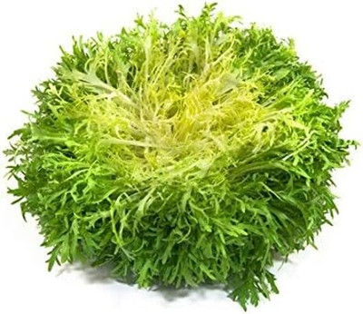 Qualtivate PUAS-5A Endive Lettuce Yellow Heart Curly Frisee Seed(300 per packet)