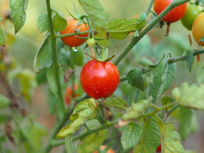 parrot creation tomato Seed(125 per packet)