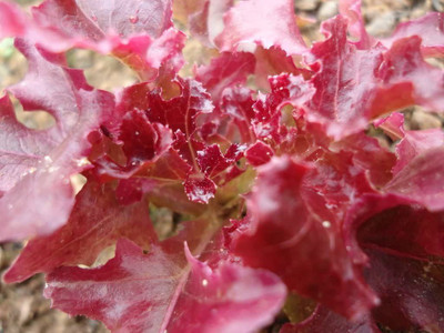 VibeX ® RXI-878 RUBY LEAF LETTUCE Red Loose Leaf Seed(200 per packet)