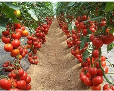 AloGardening ® Rare Hybrid Vegetable Cherry Tomatoes Seeds Seed(2500 per packet)