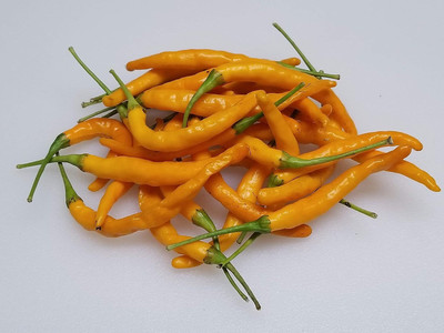 KNESSiN Easy to Grow Yellow Thai Pepper Seeds For Kitchen Gardening-(2400 Seeds) Seed(2400 per packet)