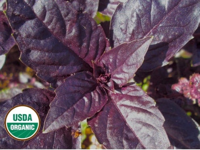 Qualtivate ATS-81 Red Rubin Basil Seeds Seed(1000 per packet)