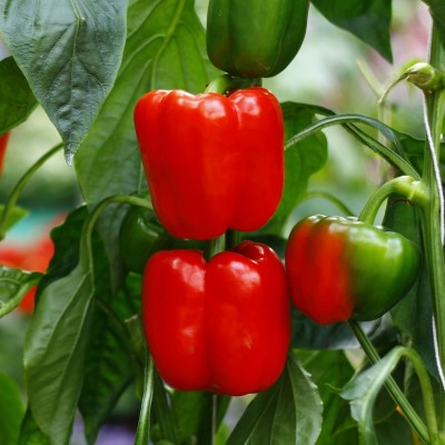 Qualtivate HXL-7AT Red Capsicum Bell Pepper Seeds Seed(100 per packet)