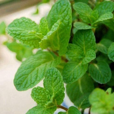 CYBEXIS Mint Vegetable Seeds2800 Seeds Seed(2800 per packet)