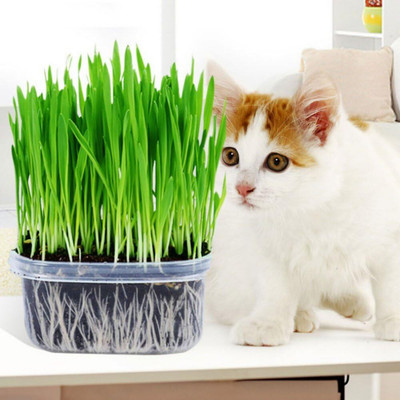 WILLVINE Sprouting Wheatgrass Seeds Catnip Wheat Grass Seeds-[5000 Seeds] Seed(5000 per packet)
