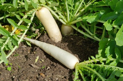 Pbevergreen Radish Long White Vegetable Seeds For Gardening Seed(410 per packet)