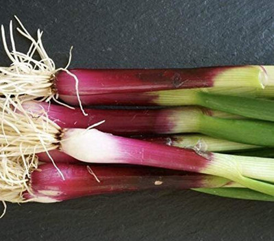WILLVINE NBIR-767 Rare Rẹd Beard Onion SẸẸDS Bunching-1500 Seeds Seed(1500 per packet)