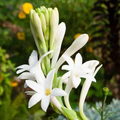 DEYS AGRO ™ rajnigandha|rajanigandha flower plant seeds hybrid mix Seed(6 per packet)