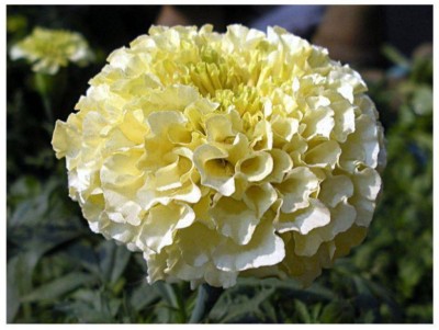 Qualtivate PUAS-732 African White Marigold Seeds Seed(500 per packet)