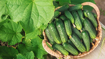 Qualtivate PUA-6A Cucumber Gherkin Seed(300 per packet)
