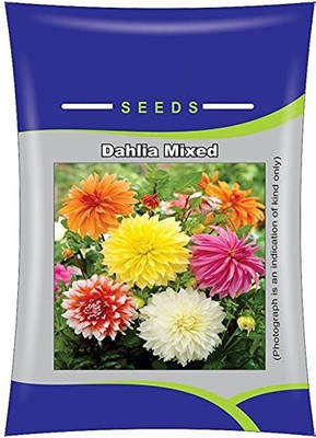 LPR DAHLIA Seed(10 per packet)