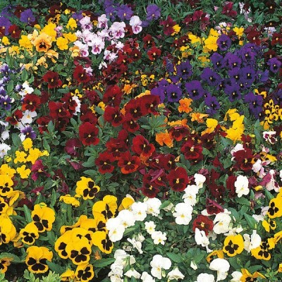 Quentova Pansy Winter Flowering Mixed-GAV-5O Seed(100 per packet)