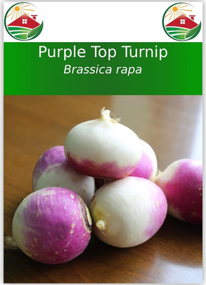 Quentova Purple Top Turnip 20g-GBPUT-22F Seed(4000 per packet)