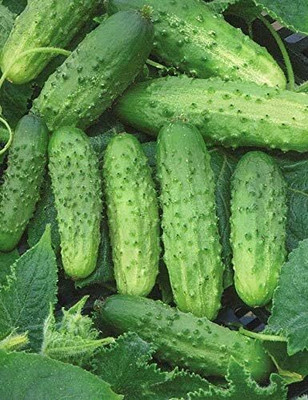 Qualtivate PUA-1A Cucumber Source F1 Rodnichok Open-Pollinated Seed(300 per packet)