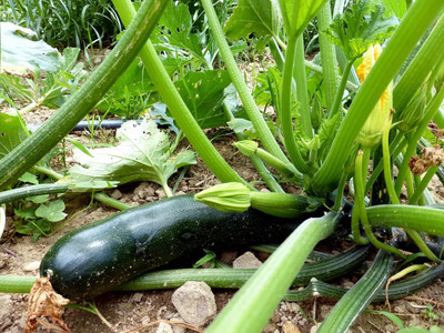 Biosnyg Heirloom Black Beauty Squash Seeds for Terrace Gardening - (200 Seeds) Seed(20 per packet)