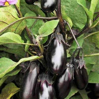 BDSresolve Brinjal seeds PACK OF 139 Seed(139 per packet)