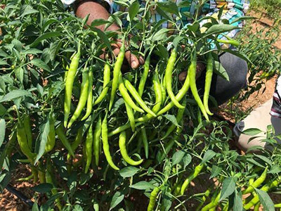 KANAYA Chilli Seeds Hot Jwala Hybrid Vegetable Seed(50 per packet)