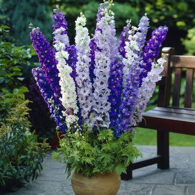 MAA Larkspur Seed(150 per packet)