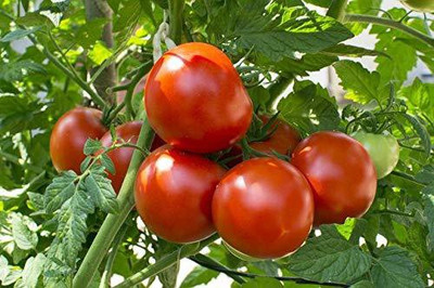 KANAYA Tomato Seed(350 per packet)