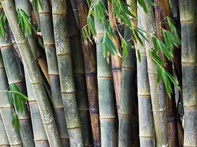 MAA Bamboo, Lucky bamboo Seed(10 per packet)