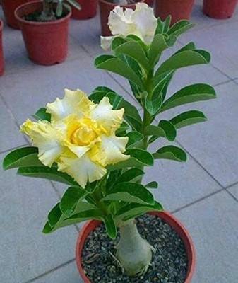 Qualtivate XLR-44 High Germination Rate Desert Rose -Adenium Seed(30 per packet)