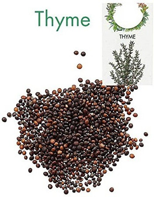 CYBEXIS Thyme Hybrid Herb Seed-100 Seeds Seed(100 per packet)